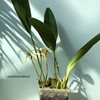maxillaria dillonii 1